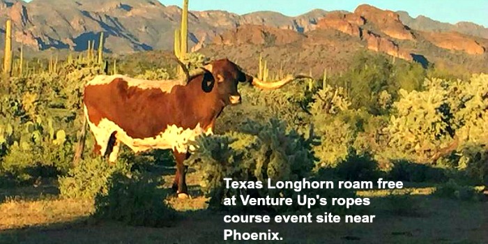 Phoenix_Ropes_course_team_building_ventureup1428505839