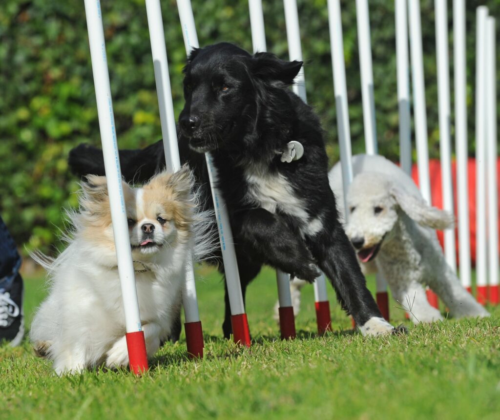 Venture Up Dog Agility team Team Building | Team Building Activities & Techniques